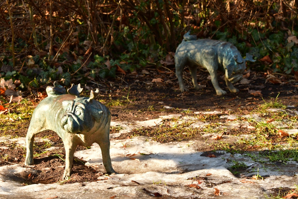 2026-01-08 Brandenburg an der Havel/Waldmöpse/DSC_2334.JPG